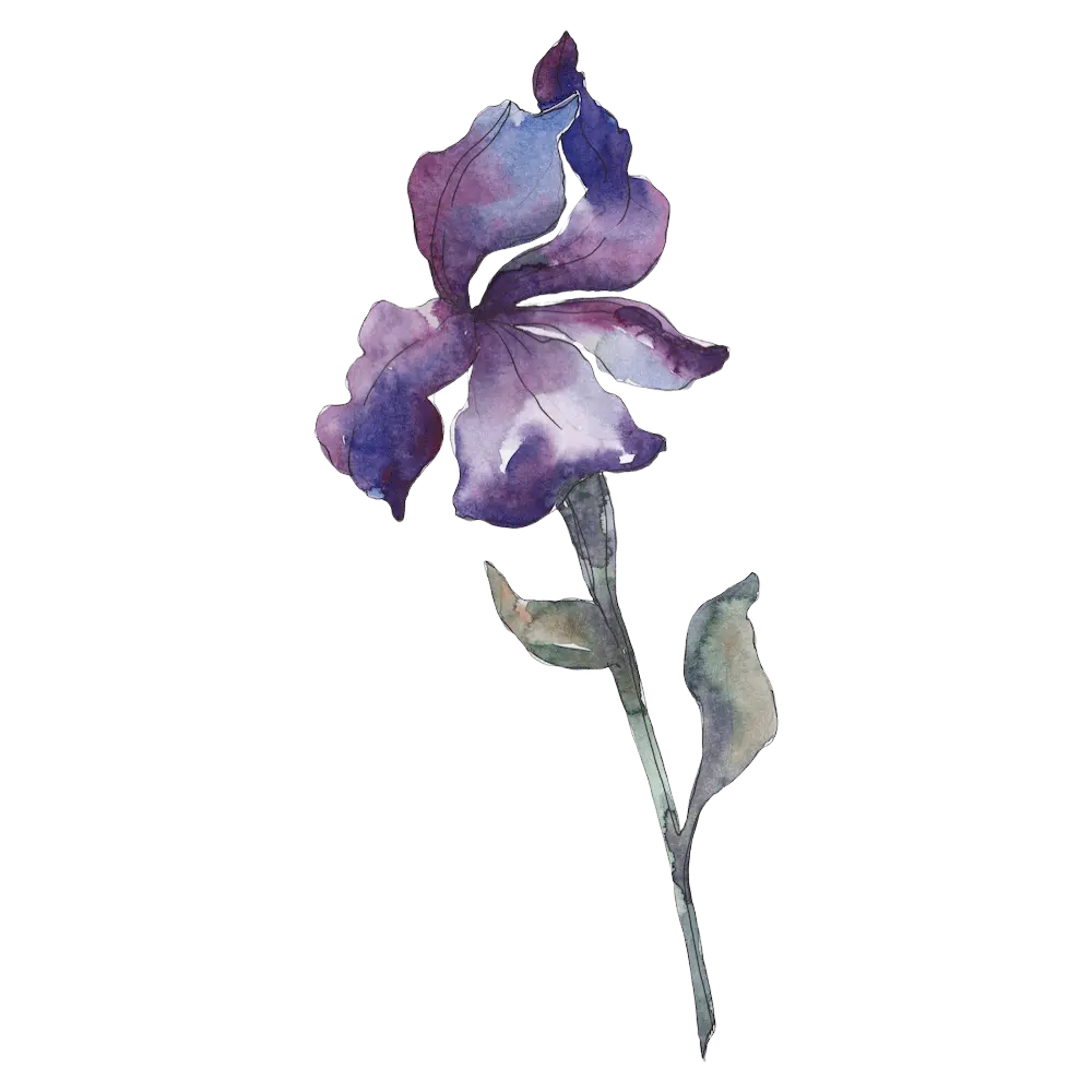 watercolor iris
